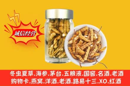 新会区回收散虫草