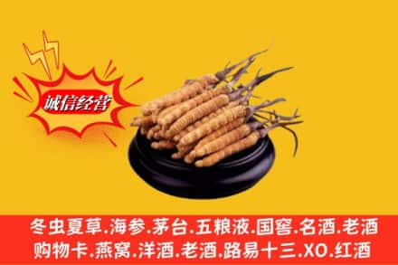 新会区名酒回收冬虫夏草.jpg